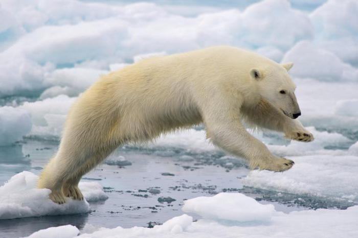 datos interesantes sobre el blanco de osos polares a los niños