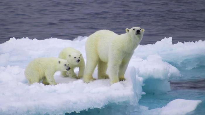 datos interesantes sobre los osos blancos