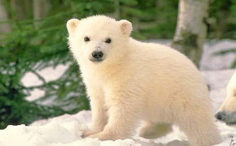 los hechos interesantes de la vida de los osos polares