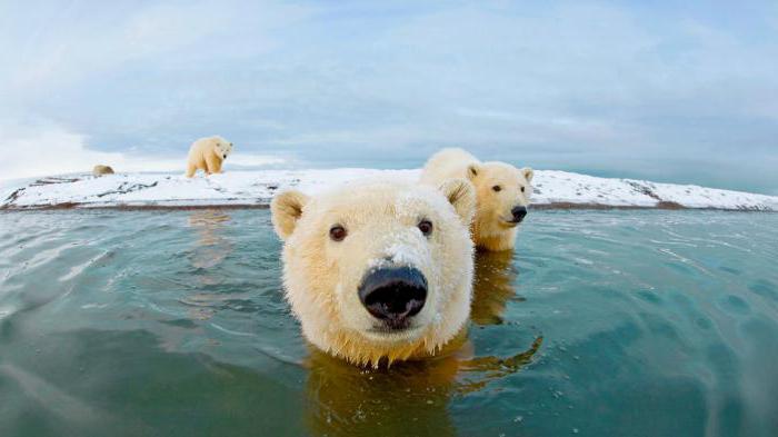 fatos interessantes sobre o urso branco do ártico
