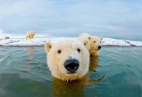 Hechos interesantes sobre blanco oso: descripción y características