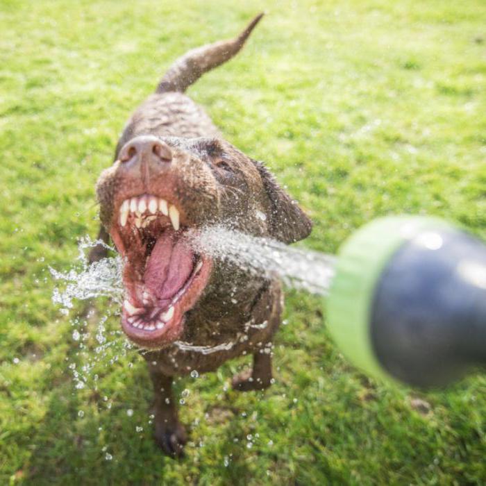 köpek su içiyor su çok nedeni