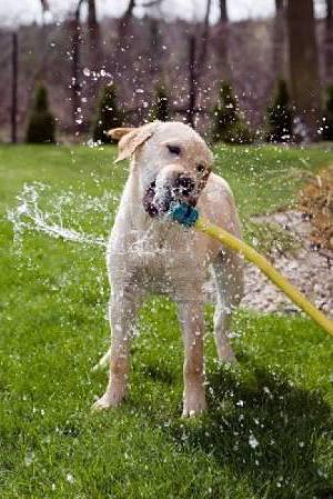 köpek çok fazla su içiyor neden