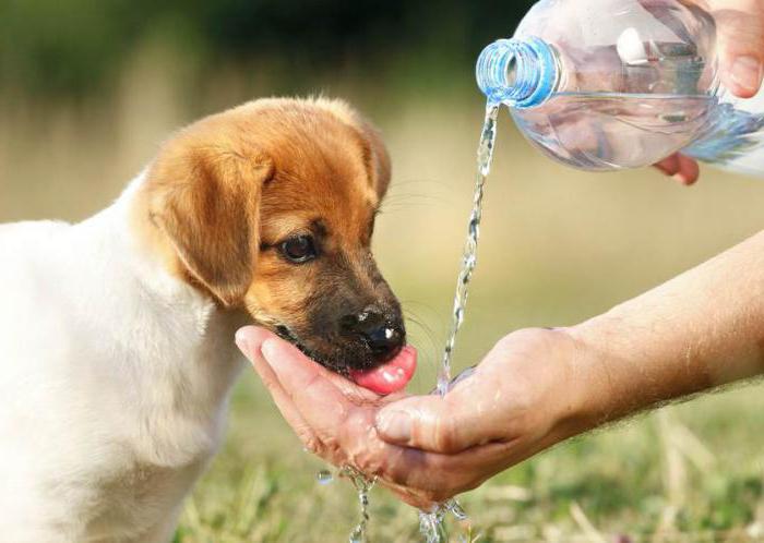 köpek oldu bol su içmek neden
