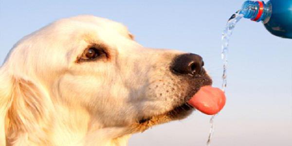 neden köpek bol su içecekler