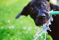 El perro bebe mucha agua: la razón, la norma
