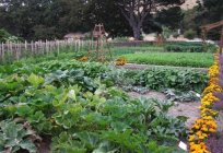 Сівозміни овочевих культур - основа підвищення їх врожайності