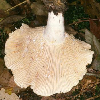 Mushroom scripus