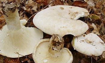 Mushrooms skripou