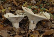 Mushroom scripus: culinary properties, description, distribution