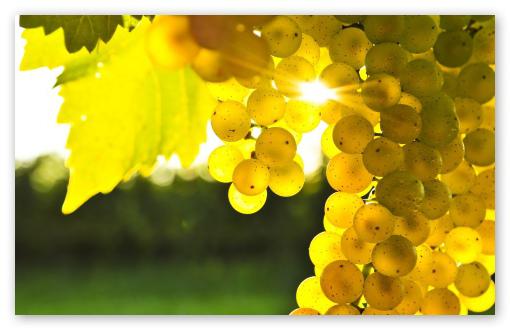 maiden grapes in autumn
