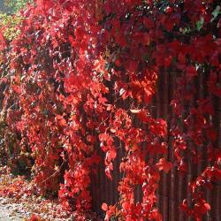 winogrona jesienią zdjęcia
