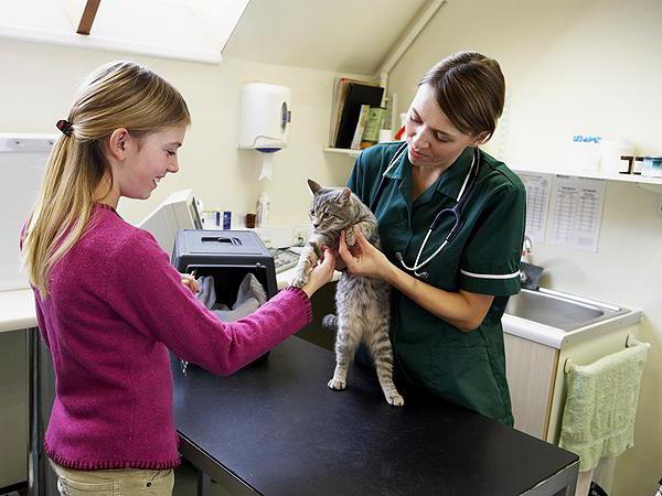 treatment of hepatitis in cats