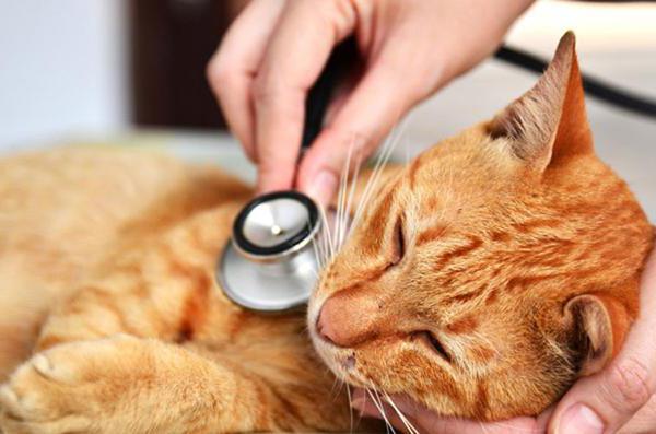 Hepatitis bei Katzen Symptome