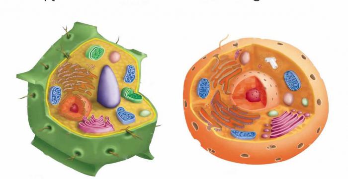 часткі расліннай клеткі
