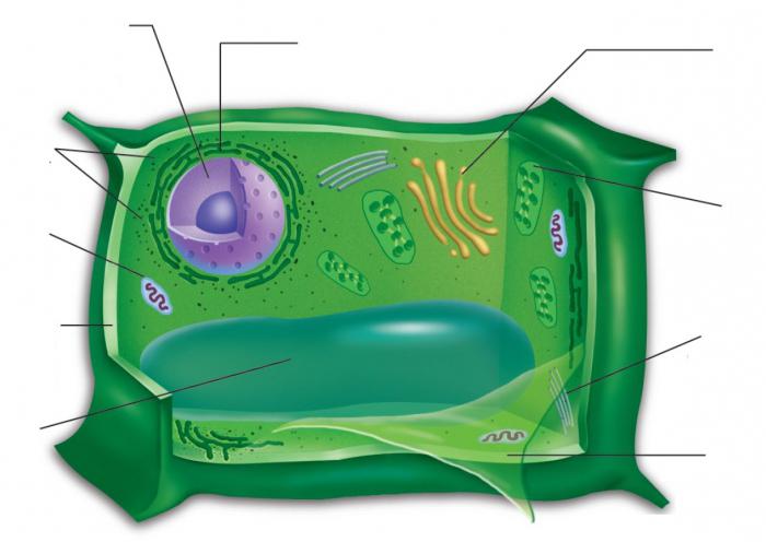 names of the parts of the cell