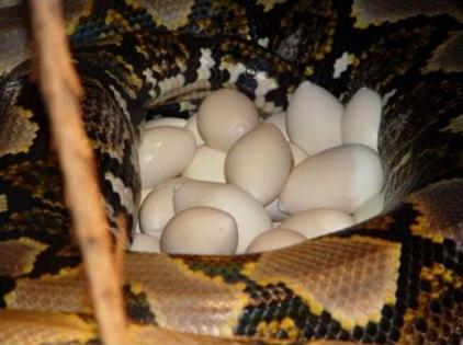 la mampostería de huevos de serpiente pitón