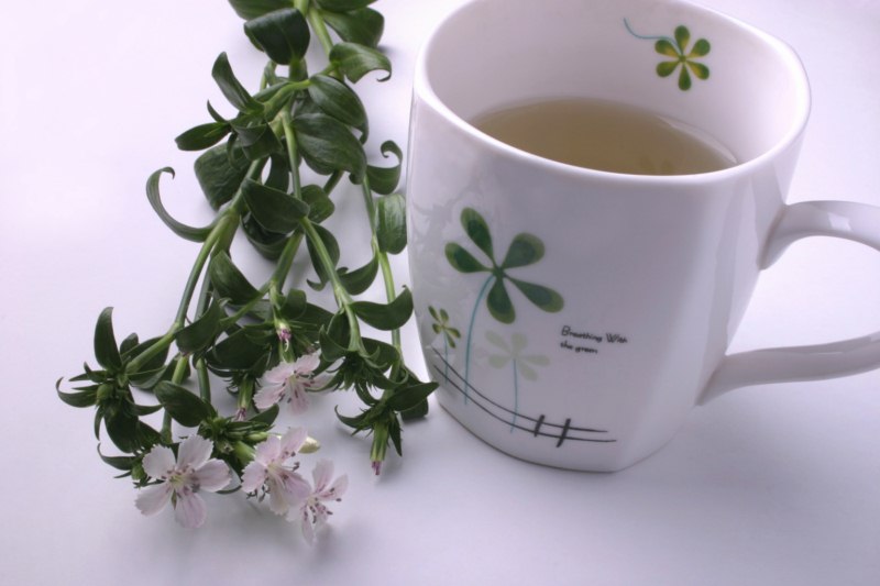 الشاي المصنوع من حشيشة الهر