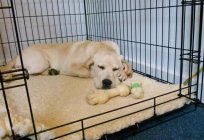 Nickname for a boy Labrador: interesting ideas, advice and reviews