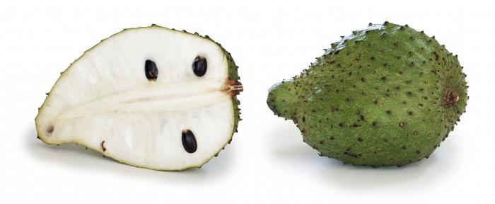 where grows the fruit of the Soursop