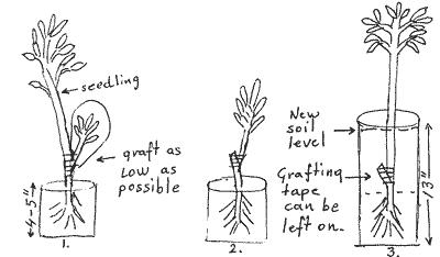 how to grow guanabana