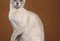 Kot europejski krótkowłosy: zdjęcia. Europejskie gładkie włosy koty