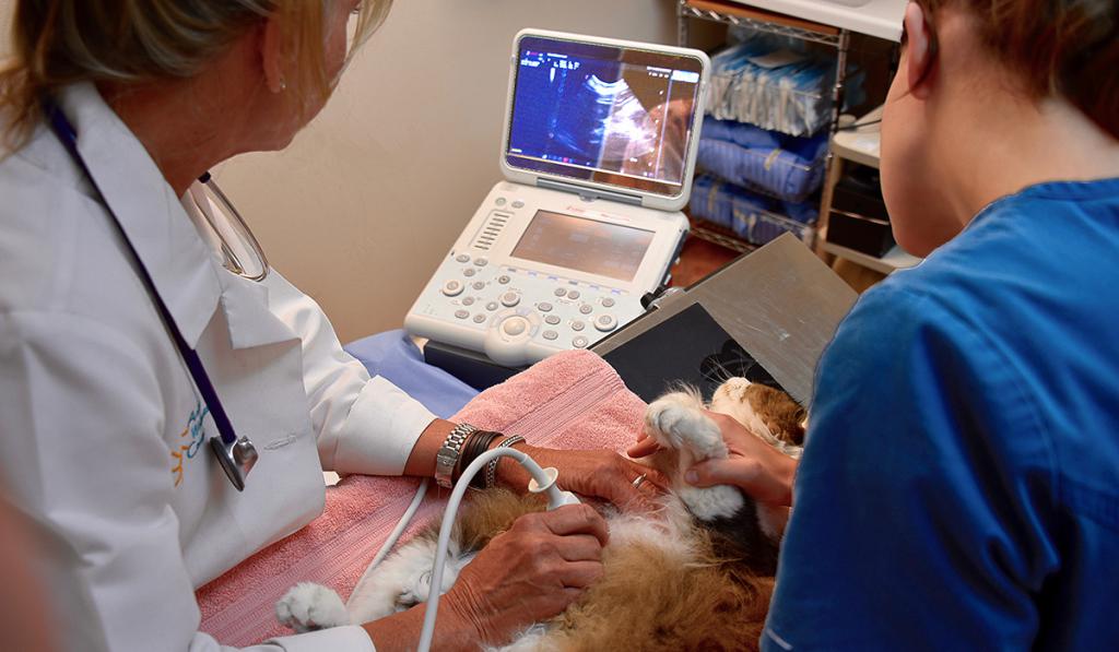 Katze Ultraschall machen