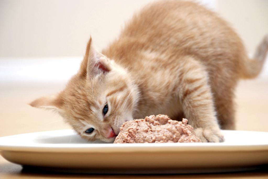 Jedzenie dla ciężarnej koty