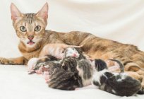 Ciąża koty: pierwsze objawy, czas trwania i cechy opieki