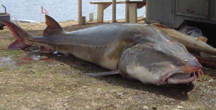 der größte Süßwasserfisch in Südamerika