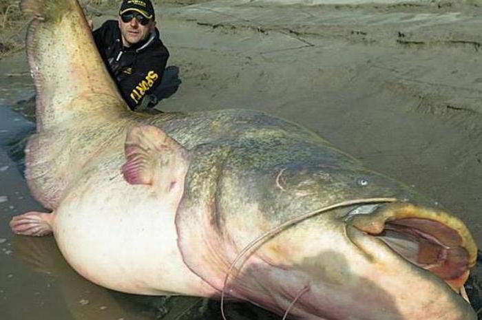 top 10 de los más grandes peces de agua dulce