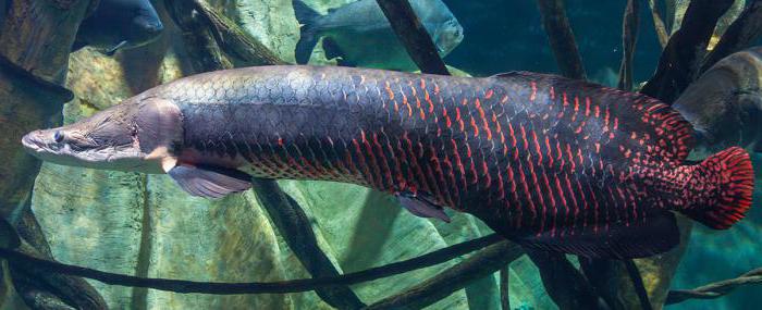 der größte Süßwasserfisch der name