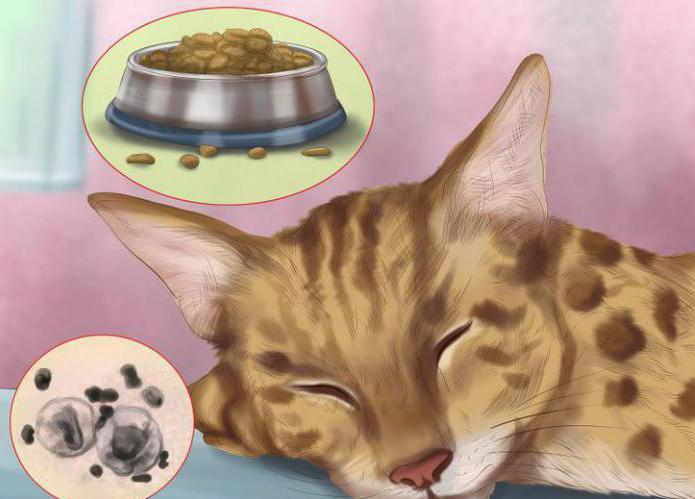 як правильно годувати бенгальської кошеня