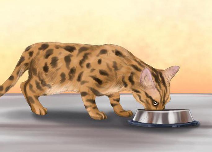 what to feed a Bengal kitten 2 month