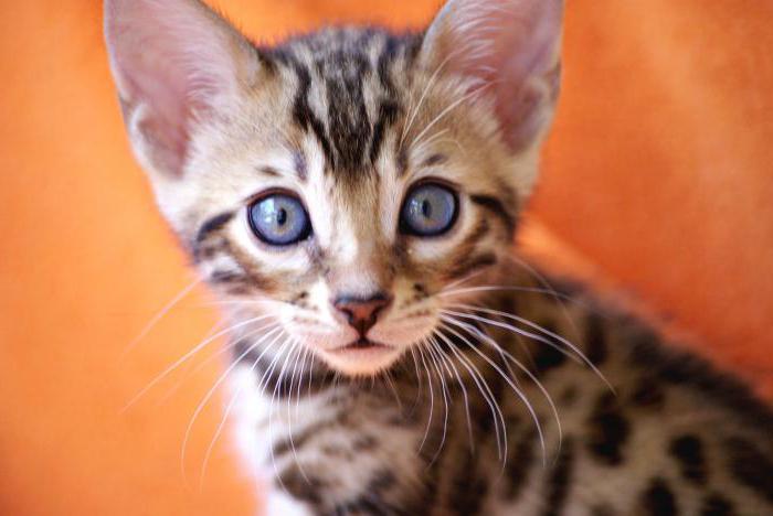 what to feed a Bengal kitten 5 months 1