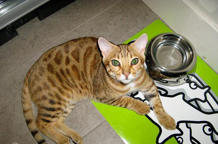 годувати бенгальської кошеня 4 місяці