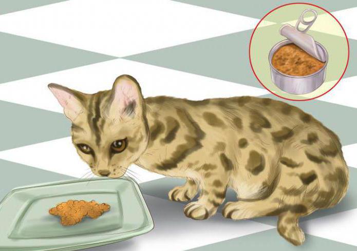 la alimentación бенгальских gatitos