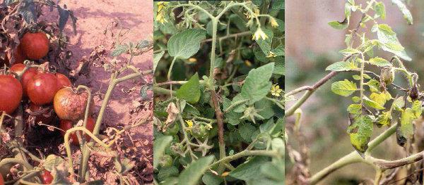 tomato varieties resistant to late blight