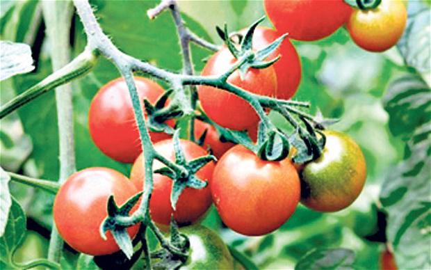tomatoes resistant to late blight