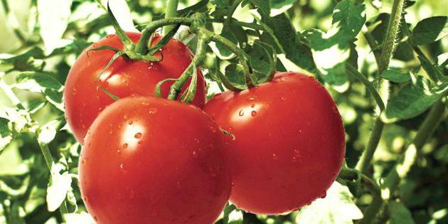 las variedades de tomate resistentes a la фитофторе