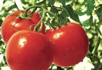 Varieties of tomatoes resistant to late blight, bring high yield