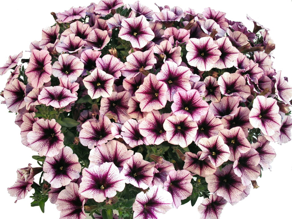 Petunia hanging plant and cascade