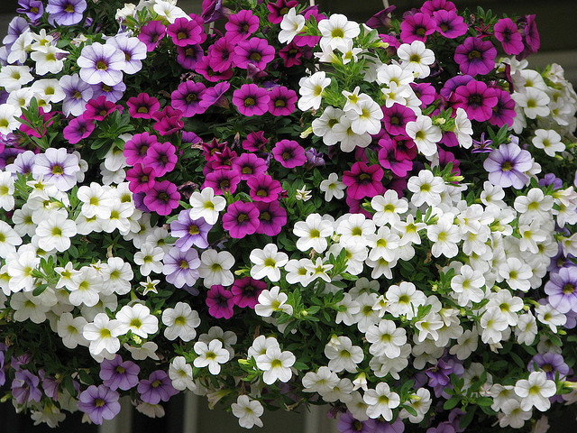 Petunia hanging plant and the cascade difference