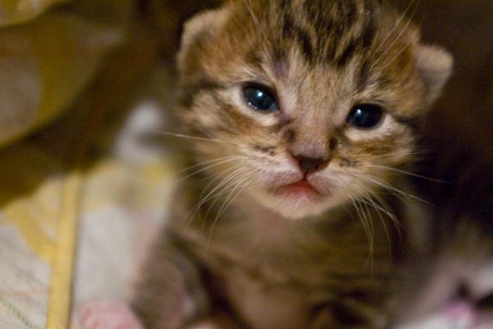 eye opening in kittens