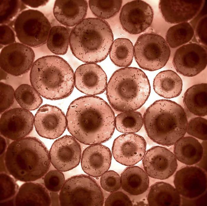 эукарыёт. асноўныя гэта арганізмы, у клетках якіх адсутнічаюць мітахондрыі