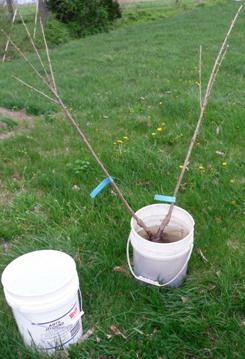 when to plant fruit trees in autumn