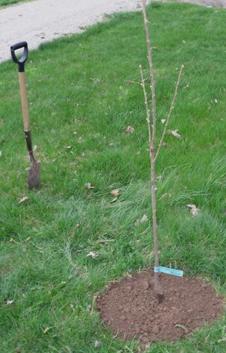 when to plant trees in the fall