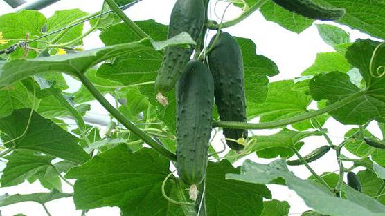 variety of cucumbers graceful testimonials