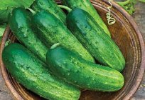 Cucumber Elegant: reviews and description