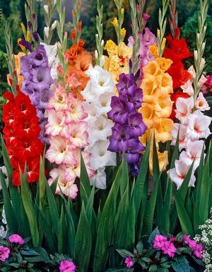 when to dig up bulbs gladioli